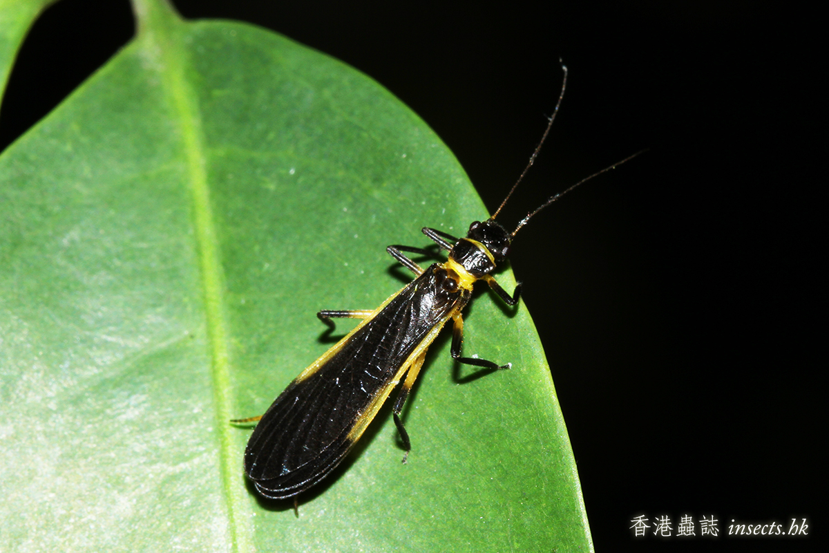 水源蟲子（一）：石蠅| 文集| 香港蟲誌insects.hk